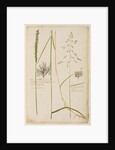 Common dog's grass and middle meadow grass by Richard Waller