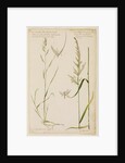 Small panicled oat grass and meadow grass with reed-like panicle by Richard Waller
