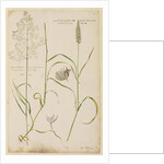 Millet grass and smooth crested grass by Richard Waller