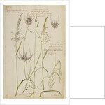 Knotty-rooted dog's grass and meadow grass by Richard Waller