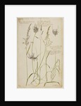 Knotty-rooted dog's grass and meadow grass by Richard Waller