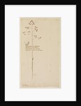 Quaking grass or Lady's hair by Richard Waller