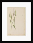 Barley by Richard Waller