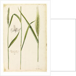 White wheat by Richard Waller