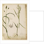 Rough grass by Richard Waller