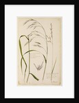 Bush or wood oat grass and meadow grass by Richard Waller