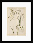 Oat grass with smooth spikes & sparsed panicles by Richard Waller