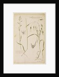 Small supine oat grass and great wild oat grass by Richard Waller