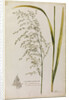 Great water reed grass by Richard Waller