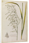 Great water reed grass by Richard Waller