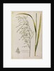 Great water reed grass by Richard Waller