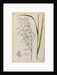Great water reed grass by Richard Waller