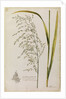 Great water reed grass by Richard Waller