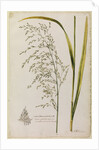 Great water reed grass by Richard Waller