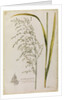 Great water reed grass by Richard Waller
