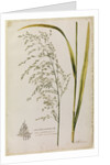Great water reed grass by Richard Waller