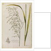 Great water reed grass by Richard Waller