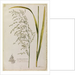 Great water reed grass by Richard Waller