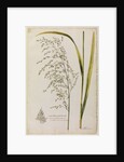Great water reed grass by Richard Waller