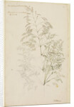 Fair panicled corn grass, or bent grass by Richard Waller
