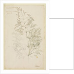 Fair panicled corn grass, or bent grass by Richard Waller