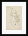 Fair panicled corn grass, or bent grass by Richard Waller