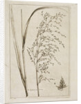Reed or water meadow grass by Richard Waller