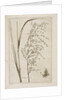 Reed or water meadow grass by Richard Waller