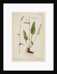 Greater snake weed by Richard Waller