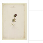 Red archangel or dead nettle by Richard Waller