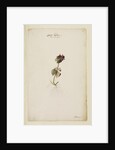Red archangel or dead nettle by Richard Waller