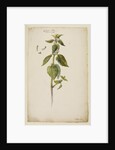 White archangel or dead nettle by Richard Waller
