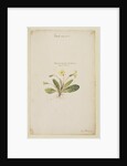 Common primrose by Richard Waller