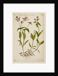 Red flowered wild campion by Richard Waller