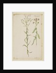Sneezewort and common yarrow by Richard Waller
