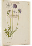 Common field scabious by Richard Waller