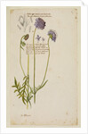 Common field scabious by Richard Waller