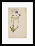 Common field scabious by Richard Waller