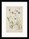 Knap-weed or matfelon and cornflower or bluebottle by Richard Waller