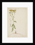 Ragwort with narrow leaf by Richard Waller