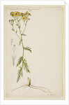 Ragwort with narrow leaf by Richard Waller