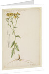 Ragwort with narrow leaf by Richard Waller