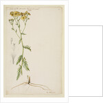 Ragwort with narrow leaf by Richard Waller