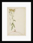 Ragwort with narrow leaf by Richard Waller