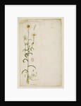 Ox-eye daisy by Richard Waller