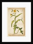 Prickly sow-thistle with jagged leaves by Richard Waller