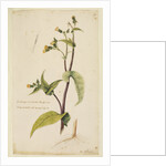 Prickly sow-thistle with less jagged leaves by Richard Waller