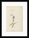 Little purple flowered orchid by Richard Waller