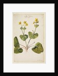 Marsh marigold by Richard Waller