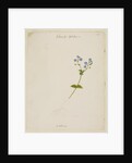 Germander speedwell by Richard Waller
